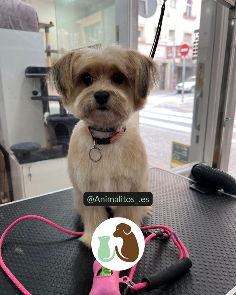 Botiga mascotes Girona