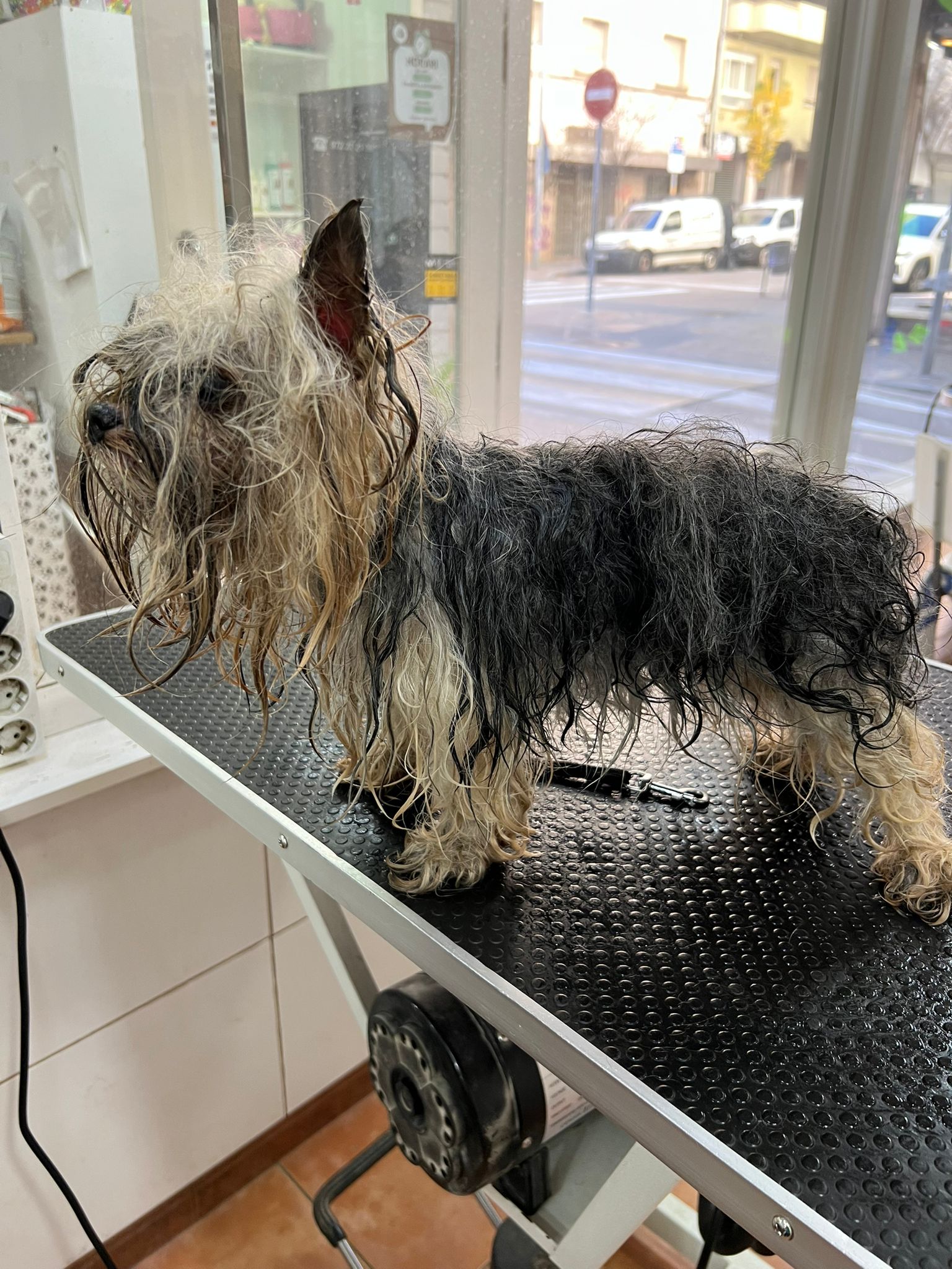 Perro mojado en bañera mirando a cámara con cara divertida + toalla al lado.