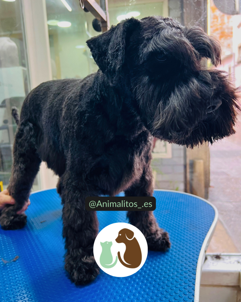 Corte de Schnauzer