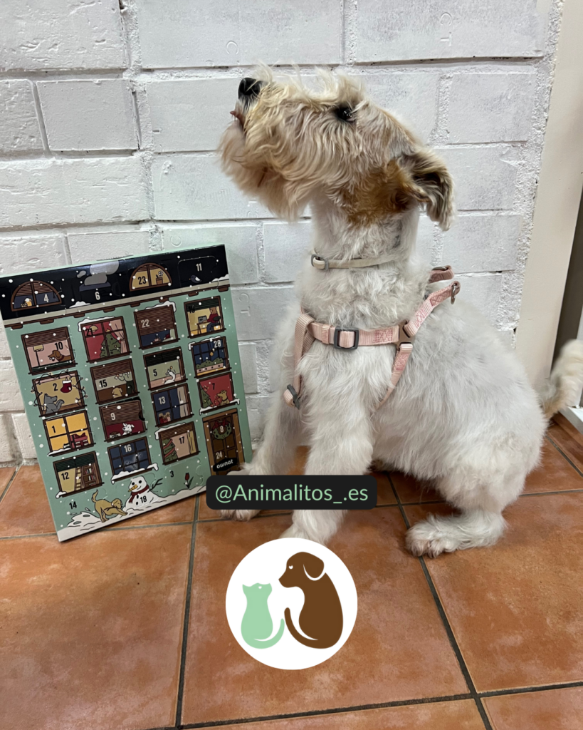 Corte e higiene Fox Terrier