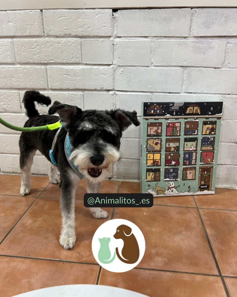 Corte simple de Schnauzer